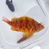画像: 《近海産海水魚》オキゴンベ（Mサイズ）