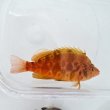 画像5: 《近海産海水魚》オキゴンベ（Mサイズ）