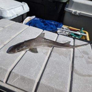 画像: 《外洋性海水魚》ホシザメ（幼魚サイズ）30センチ±‥近海採取
