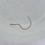 画像: 《近海産海水魚》ホタテウミヘビ(Sサイズ)…ハンドコート採取