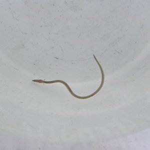 画像: 《近海産海水魚》ホタテウミヘビ(Sサイズ)…ハンドコート採取