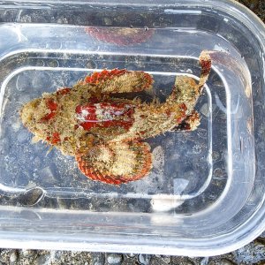 画像: 《近海産海水魚》サツマカサゴ（画像の個体です）…ハンドコート採取