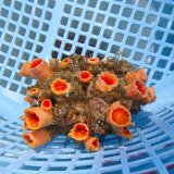 画像: 《近海産海洋生物》オオエダキサンゴ（画像の個体です）001