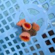 画像1: 《近海産海洋生物》ハナタテ（M4本付き）001