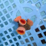 画像: 《近海産海洋生物》ハナタテ（M4本付き）001