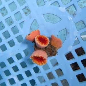 画像: 《近海産海洋生物》ハナタテ（M4本付き）001‥強い光は必要ありません（室内灯程度で十分です）