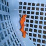 画像: 《近海産海洋生物》オキノセキサンゴ（画像の個体です）001‥強い光は必要ありません（室内灯程度で十分です）