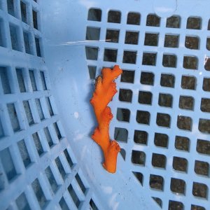 画像: 《近海産海洋生物》オキノセキサンゴ（画像の個体です）001‥強い光は必要ありません（室内灯程度で十分です）