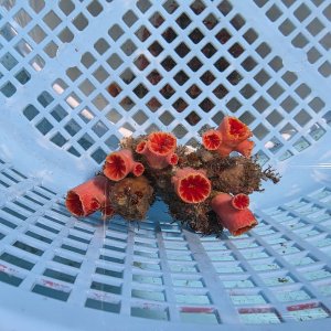 画像: 《近海産海洋生物》オオエダキサンゴ（画像の個体です）001‥強い光は必要ありません（室内灯程度で十分です）