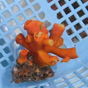 画像: 《近海産海洋生物》エントウキサンゴ（画像の個体です）001‥強い光は必要ありません（室内灯程度で十分です）