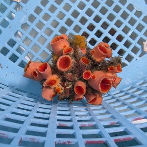 画像: 《近海産海洋生物》オオエダキサンゴ（画像の個体です)001‥強い光は必要ありません（室内灯程度で十分です）