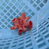 画像: 《近海産海洋生物》オオエダキサンゴ（画像の個体です）001