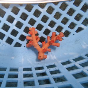 画像: 《近海産海洋生物》ボシュマキサンゴ（画像の個体です）001‥強い光は必要ありません（室内灯程度で十分です）