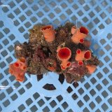 画像: 《近海産海洋生物》オオエダキサンゴ（画像の個体です）001