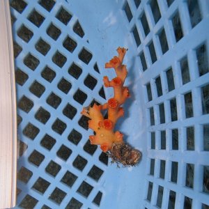 画像: 《近海産海洋生物》オキノセキサンゴ（画像の個体です）001‥強い光は必要ありません（室内灯程度で十分です）