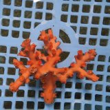 画像: 《近海産海洋生物》ボシュマキサンゴ（画像の個体です）001