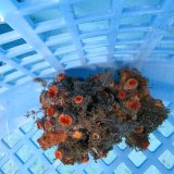 画像: 《近海産海洋生物》ナガイボヤギ（画像の個体です）001