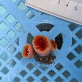 画像: 《近海産海洋生物》ハナタテ（M1個SM2個付き）001