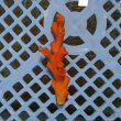 画像1: 《近海産海洋生物》オキノセキサンゴ（画像の個体です）001‥強い光は必要ありません（室内灯程度で十分です）