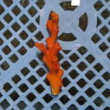 画像: 《近海産海洋生物》オキノセキサンゴ（画像の個体です）001