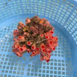 画像: 《近海産海洋生物》オオエダキサンゴ（画像の個体です）001‥強い光は必要ありません（室内灯程度で十分です）