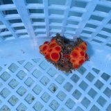 画像: 《近海産海洋生物》イボヤギ（画像の個体です）001