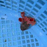 画像: 《近海産海洋生物》オオエダキサンゴ（画像の個体です）001