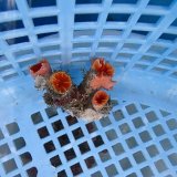 画像: 《近海産海洋生物》オオエダキサンゴ（画像の個体です）001