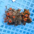 画像2: 《近海産海洋生物》ナガイボヤギ（画像の個体です）001