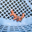 画像3: 《近海産海洋生物》ボシュマキサンゴ（画像の個体です）001