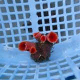 画像: 《近海産海洋生物》オオエダキサンゴ（画像の個体です）001