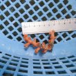 画像4: 《近海産海洋生物》ボシュマキサンゴ（画像の個体です）001