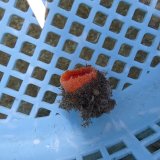 画像: 《近海産海洋生物》ハナタテ（Mサイズ）001‥強い光は必要ありません（室内灯程度で十分です）