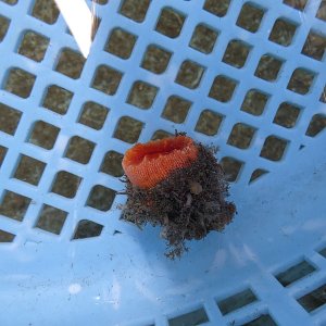 画像: 《近海産海洋生物》ハナタテ（Mサイズ）001‥強い光は必要ありません（室内灯程度で十分です）