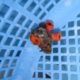 画像: 《近海産海洋生物》オオエダキサンゴ（画像の個体です）001