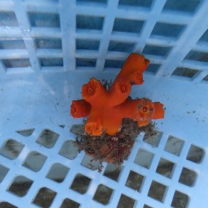 画像: 《近海産海洋生物》エントウキサンゴ（画像の個体です）001‥強い光は必要ありません（室内灯程度で十分です）