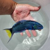画像: ☆☆綺麗！！オトメベラ　雄個体