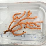 画像: 《近海産海洋生物》（画像の個体です）フトヤギ（オレンジ系）‥強い光は必要ありません（室内灯程度で十分です）