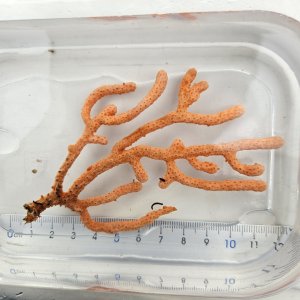 画像: 《近海産海洋生物》（画像の個体です）フトヤギ（オレンジ系）‥強い光は必要ありません（室内灯程度で十分です）