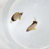 画像: 《近海産海水魚》シラコダイ（Sサイズ）2匹セット‥当店ハンドコート採取