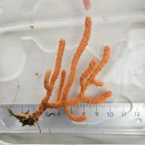 画像: 《近海産海洋生物》（画像の個体です）フトヤギ（オレンジ系）‥強い光は必要ありません（室内灯程度で十分です）