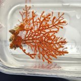 画像: 《近海産海洋生物》ヤギの一種（画像の個体です）‥強い光は必要ありません（室内灯程度で十分です）