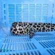 画像6: 《近海産海水魚》☆熊野灘産☆ニセゴイシウツボ（画像の激美個体です）…当店ハンドコート採取