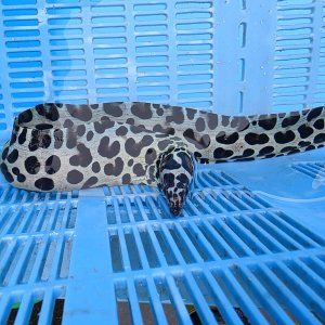 画像: 《近海産海水魚》☆熊野灘産☆ニセゴイシウツボ（画像の激美個体です）…当店ハンドコート採取