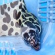 画像5: 《近海産海水魚》☆熊野灘産☆ニセゴイシウツボ（画像の激美個体です）…当店ハンドコート採取