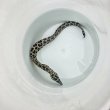 画像3: 《近海産海水魚》☆熊野灘産☆ニセゴイシウツボ（画像の激美個体です）…当店ハンドコート採取