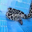 画像10: 《近海産海水魚》☆熊野灘産☆ニセゴイシウツボ（画像の激美個体です）…当店ハンドコート採取