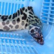 画像8: 《近海産海水魚》☆熊野灘産☆ニセゴイシウツボ（画像の激美個体です）…当店ハンドコート採取