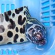 画像4: 《近海産海水魚》☆熊野灘産☆ニセゴイシウツボ（画像の激美個体です）…当店ハンドコート採取