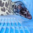 画像9: 《近海産海水魚》☆熊野灘産☆ニセゴイシウツボ（画像の激美個体です）…当店ハンドコート採取